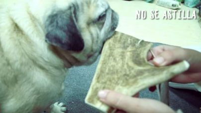 Análisis: Astas de ciervo para perros