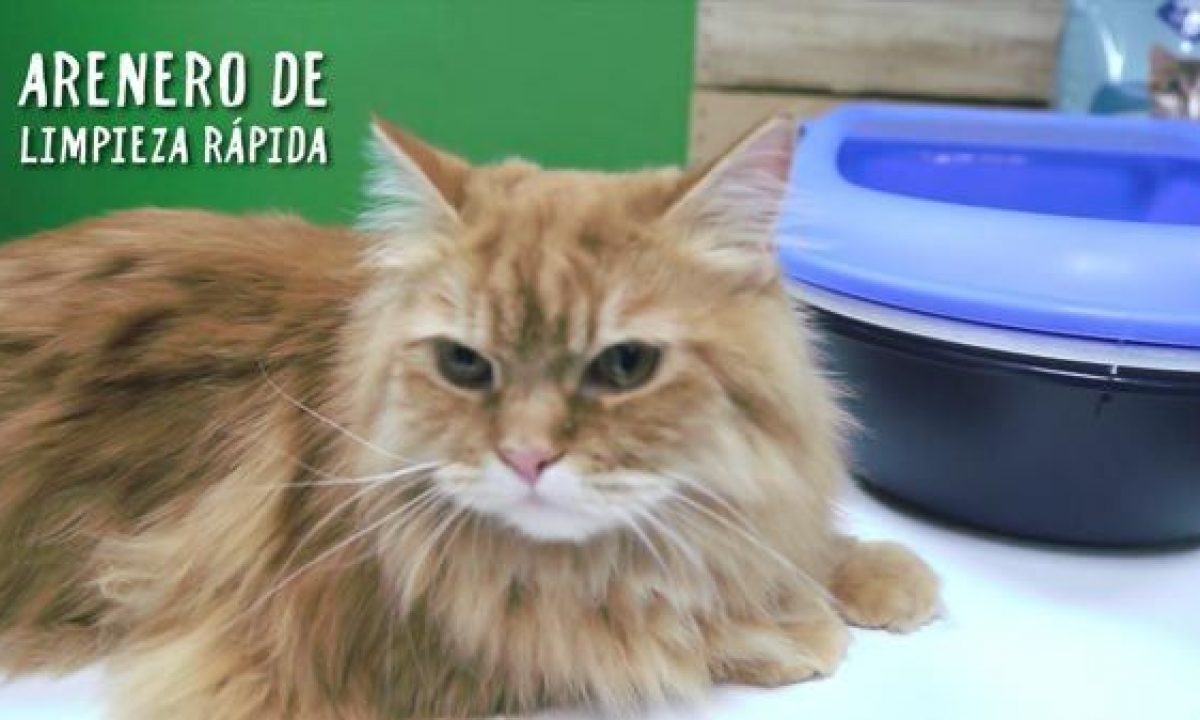 Arenero autolimpiable para gatos: ventajas e inconvenientes