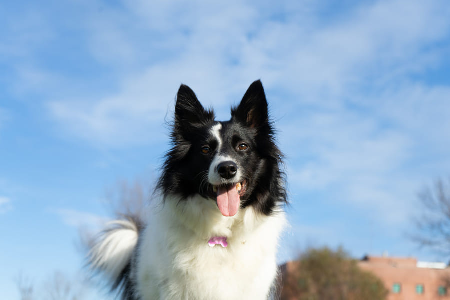 Qué debe comer un border collie, y mejores piensos para cachorro, adulto y senior