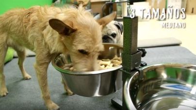 Análisis: Comedero elevado para perros TK-Pet