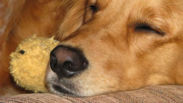 donde-debe-dormir-un-golden-retriever