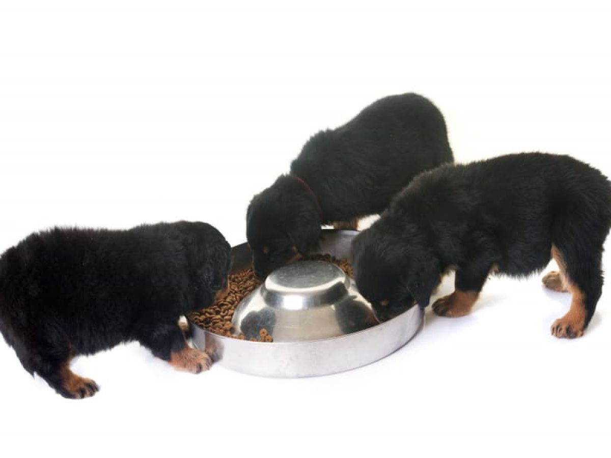 Best dog food for senior rottweiler sale