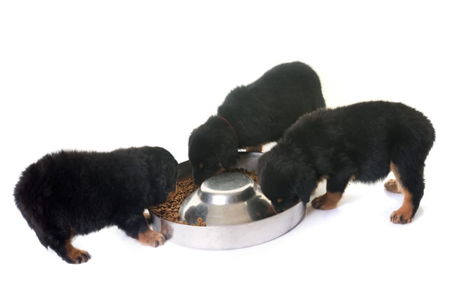Mejores piensos y dieta recomendada para un rottweiler