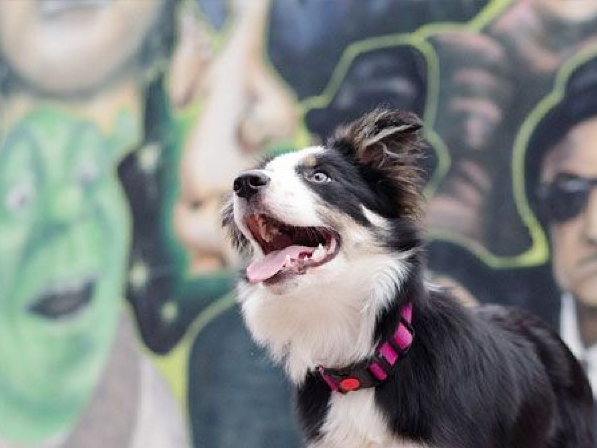 Arrestar Flota Paz Cuanto Pesa Un Border Collie Adulto Yeso Pedir 
