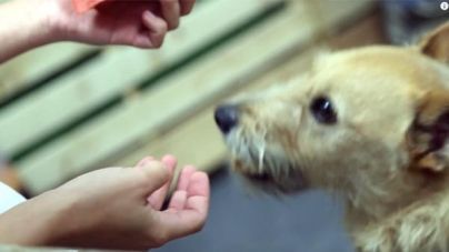 Análisis: Hill’s Ideal Balance