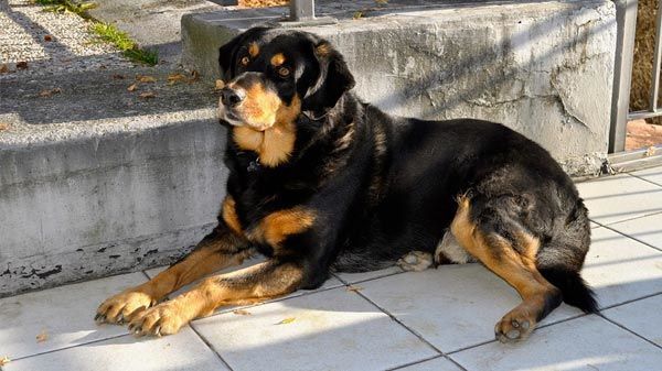 como-adiestrar-a-un-rottweiler