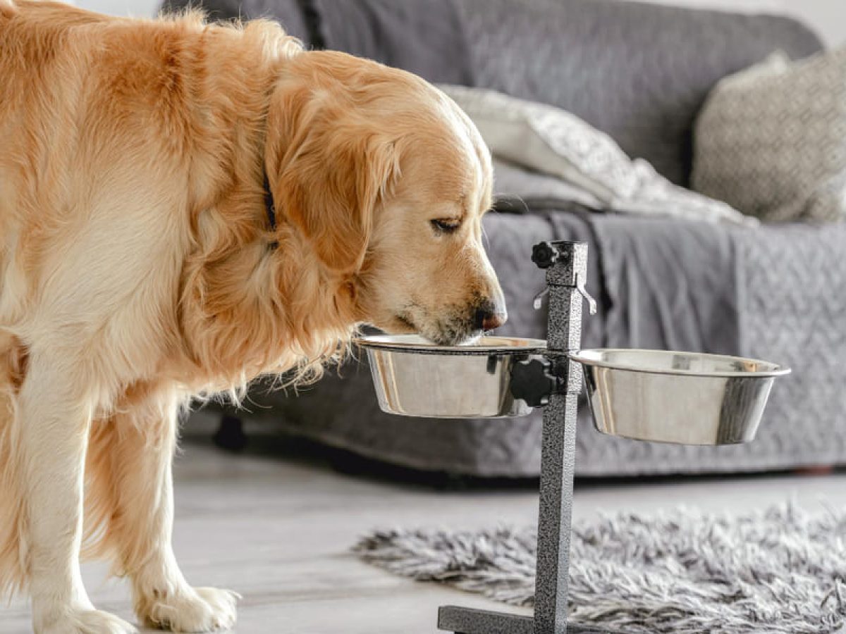 Qu come un Golden Retriever Dieta y Mejores Piensos Tiendanimal