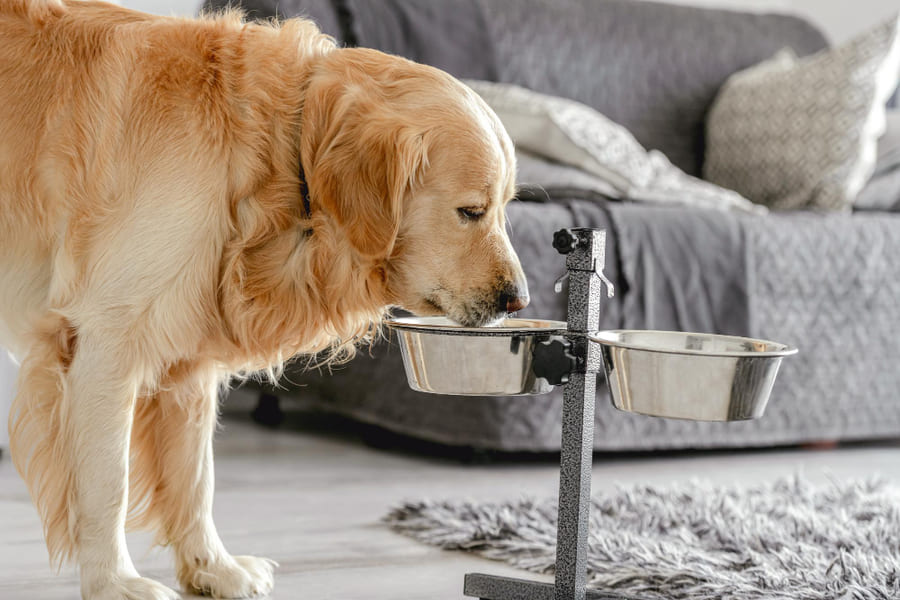 Guía de alimentación y mejores piensos para un golden retriever