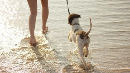 Cuidados de mascotas en vacaciones