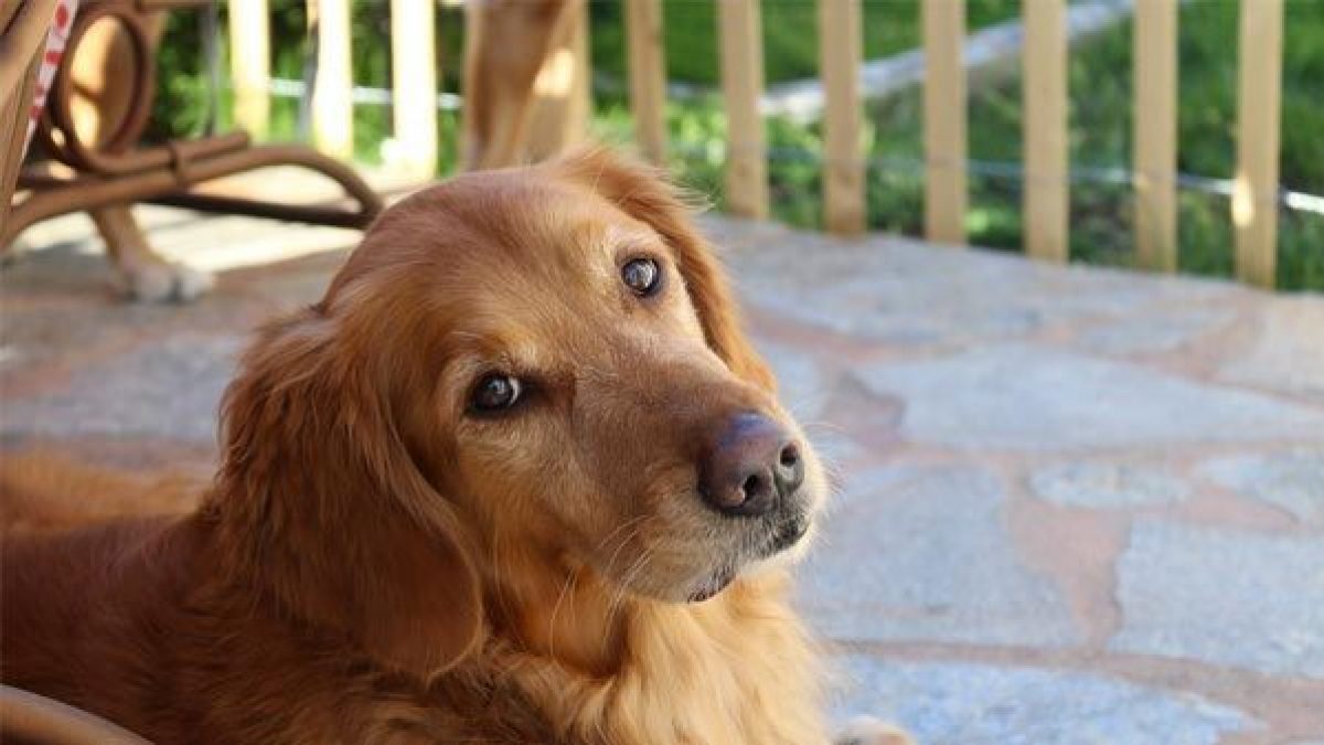 Que Dar De Comer A Un Golden Retriever Tiendanimal