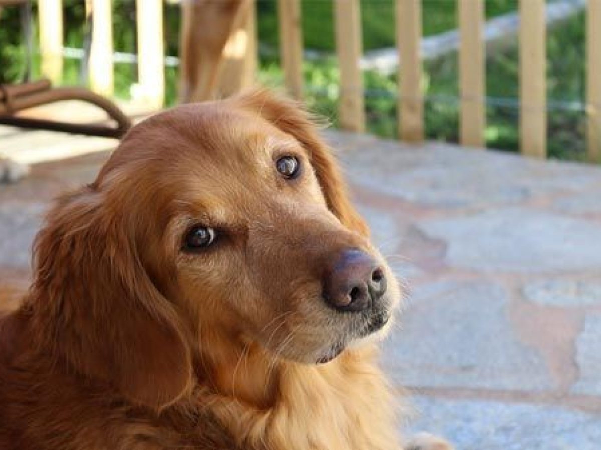Qué dar un golden retriever? -