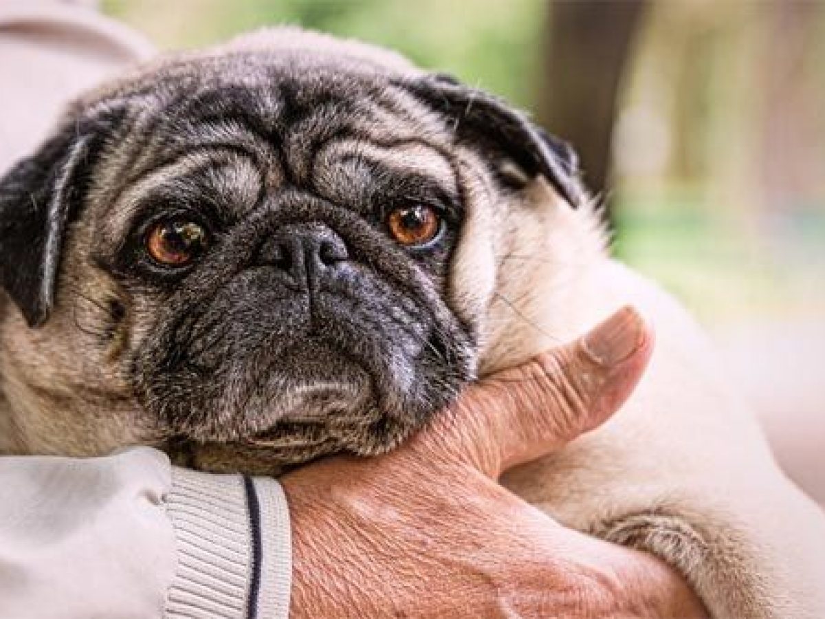 Dermatitis en Perros: Síntomas Tratamiento - Tiendanimal
