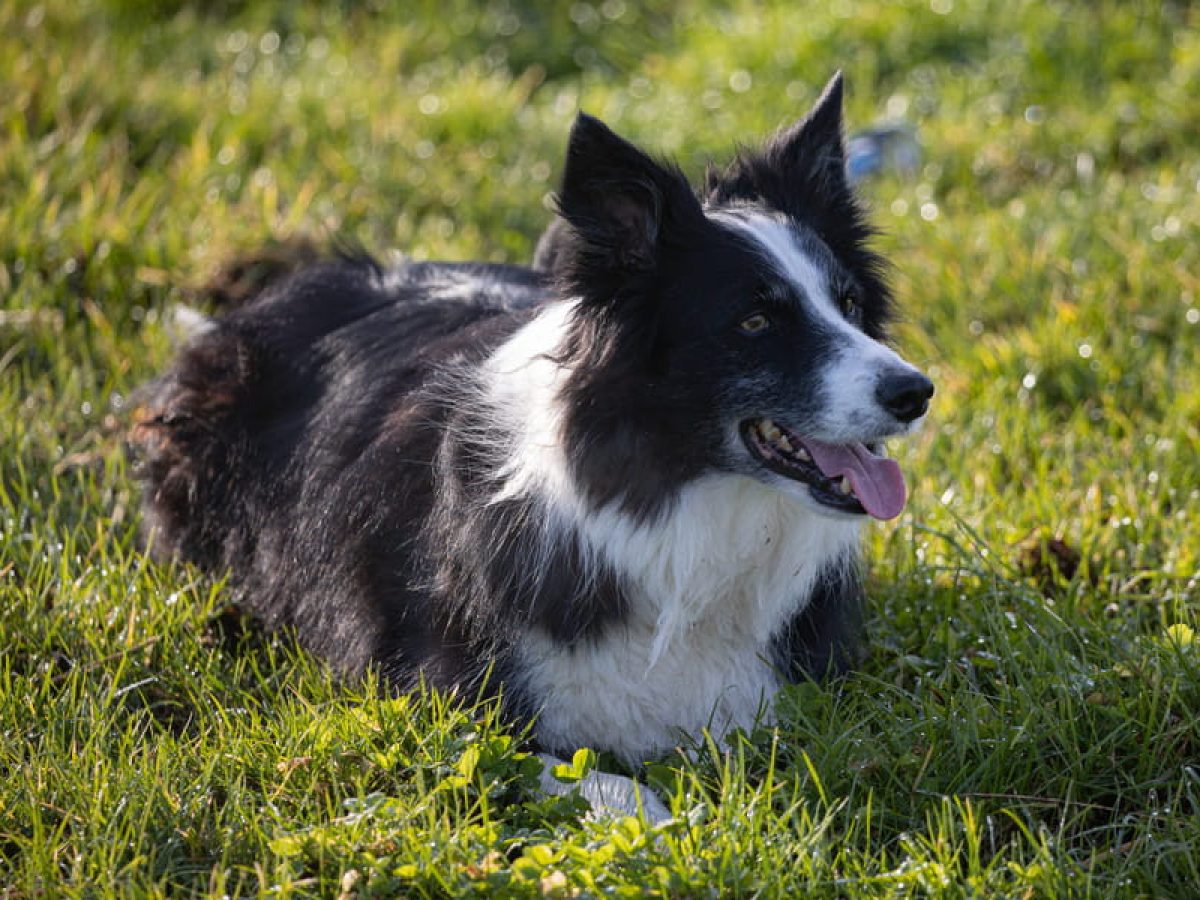 Border Collie, Características e como cuidar