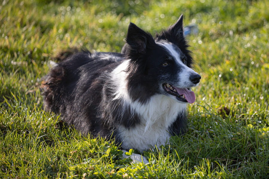 Border collie: cuidados y características