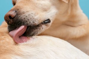 Dermatitis en perros: tipos, síntomas y tratamientos