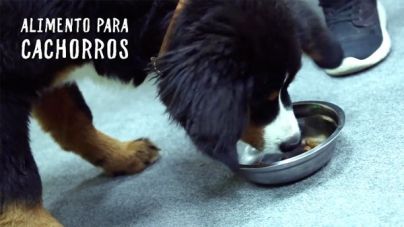 Análisis: Pienso Hill’s Science Plan para cachorros