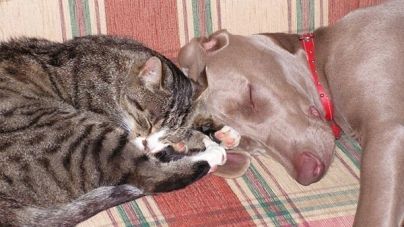 Ventajas de adoptar animales adultos