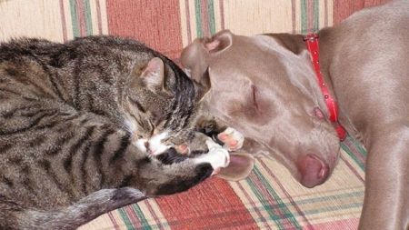 Ventajas de adoptar animales adultos