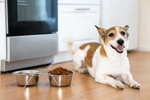 Mejores piensos sin cereales para perros