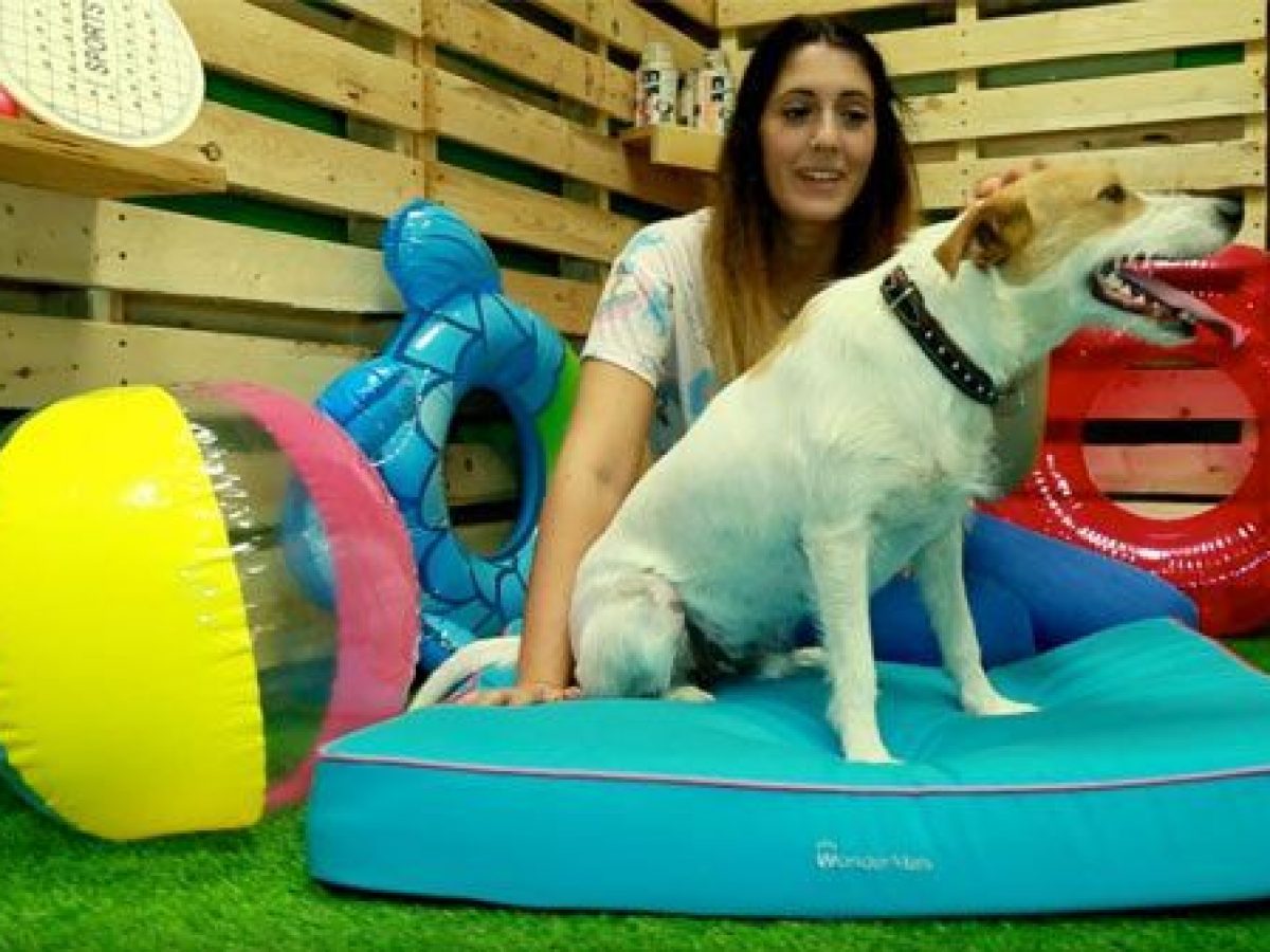 Leer maníaco Correlación Análisis: Colchón refrescante para perros Wondermals - Tiendanimal