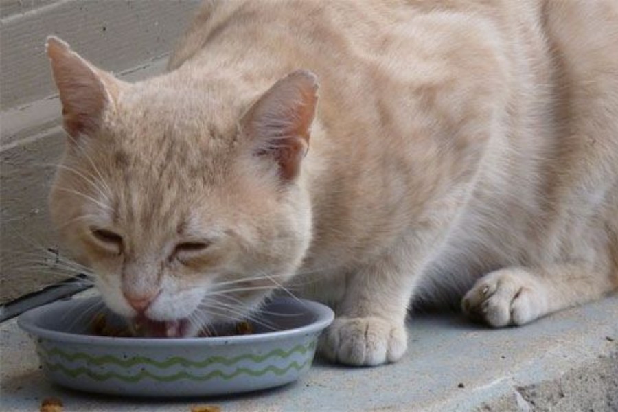 como mejorar la digestion de tu gato