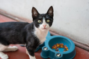 ¿Cuánto tarda un gato en hacer la digestión y cómo mejorarla?