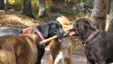 Perros: diferencia entre machos y hembras