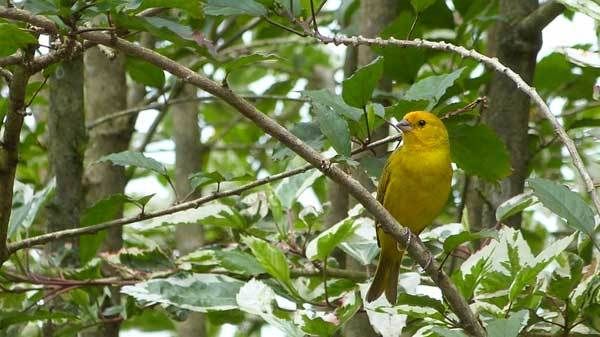 Pájaro: Animales famosos por sus hazañas