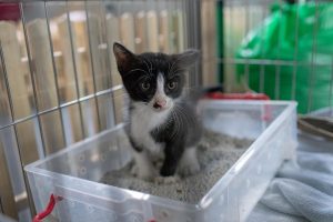 Cómo enseñar a un gatito a usar el arenero