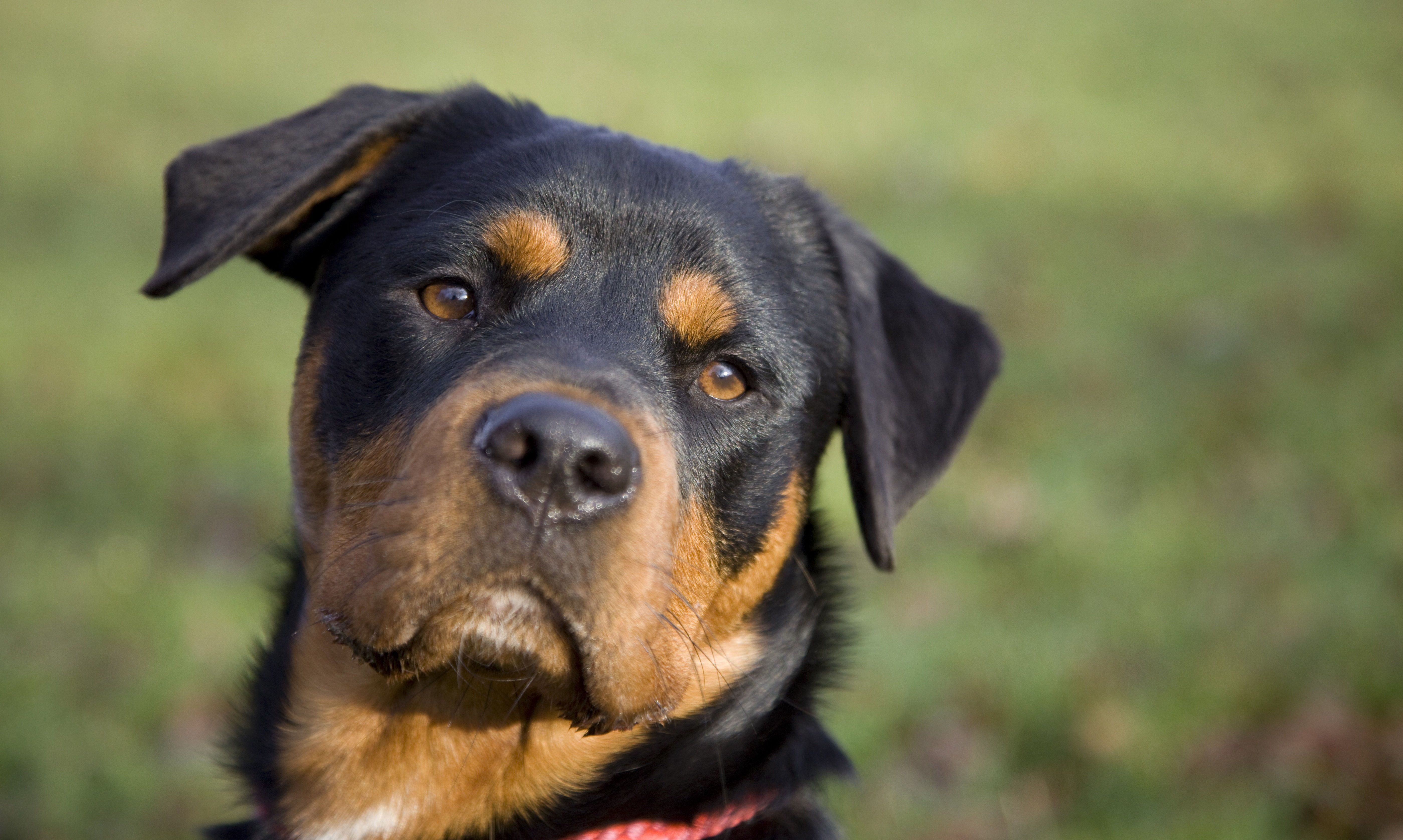 Como Saber Si Un Perro Es Rottweiler Noticias del Perro Como Saber Si Un Perro Es Rottweiler Noticias del Perro