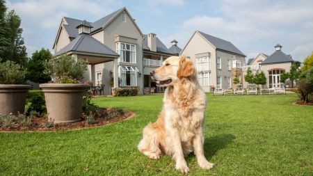 ¿Son guardianes los golden retriever?