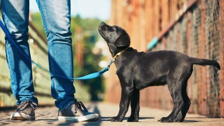 Como educar a un cachorro desde el primer día