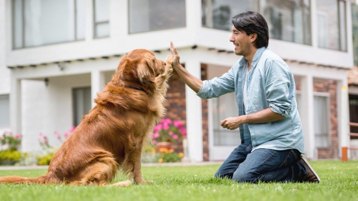 Cómo adiestrar a tu perro paso a paso.