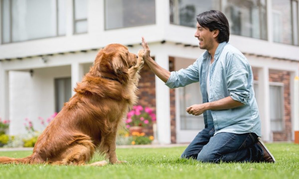 Palabras Para Adiestrar Un Perro En Ingles Cómo adiestrar a un golden retriever? - Tiendanimal