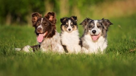 ¿Cuándo es adulto un border collie?