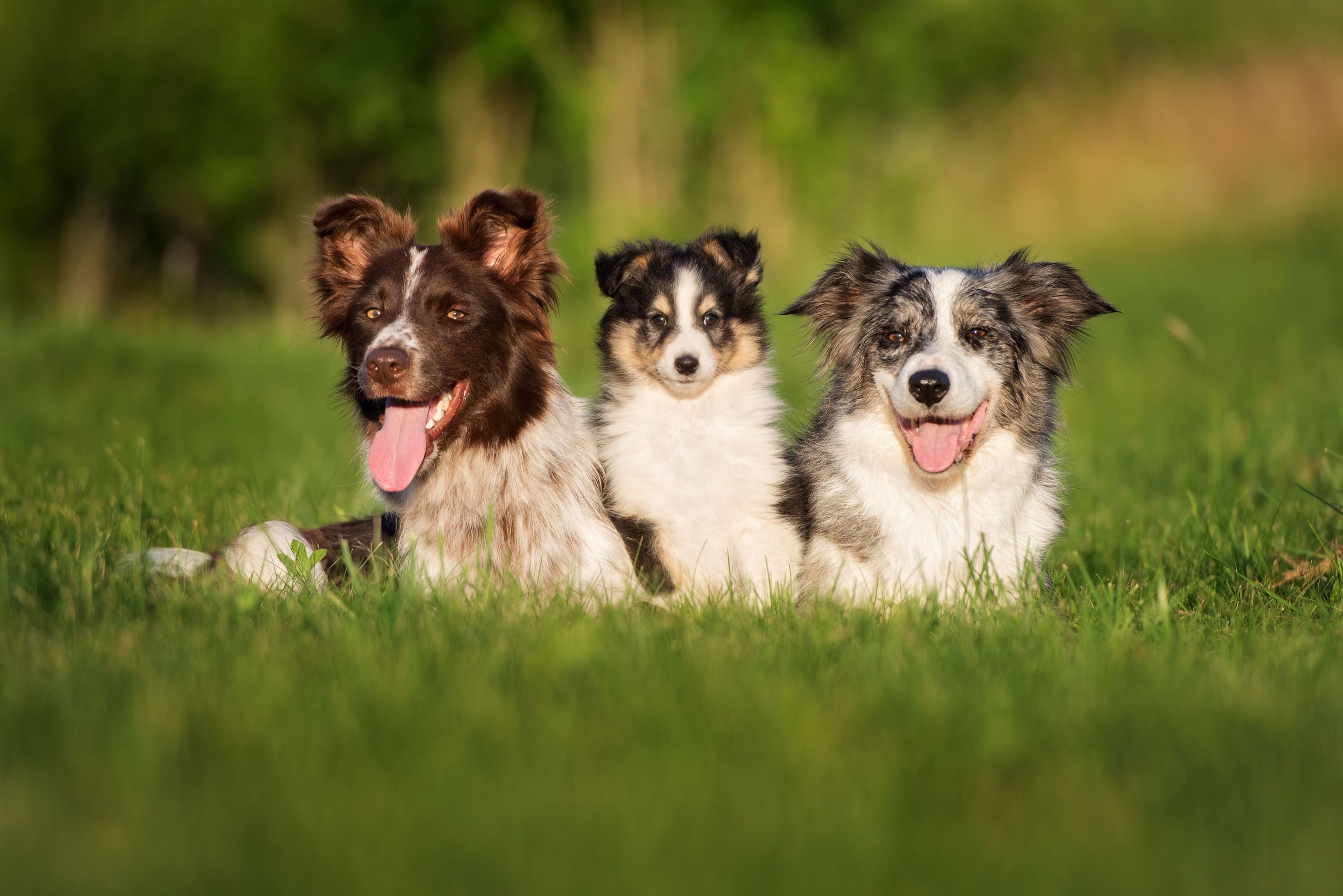 antiparasitario border collie
