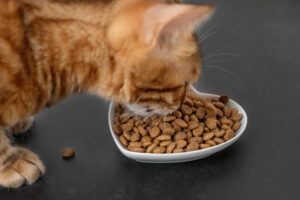 Mejores marcas de comida para gatos