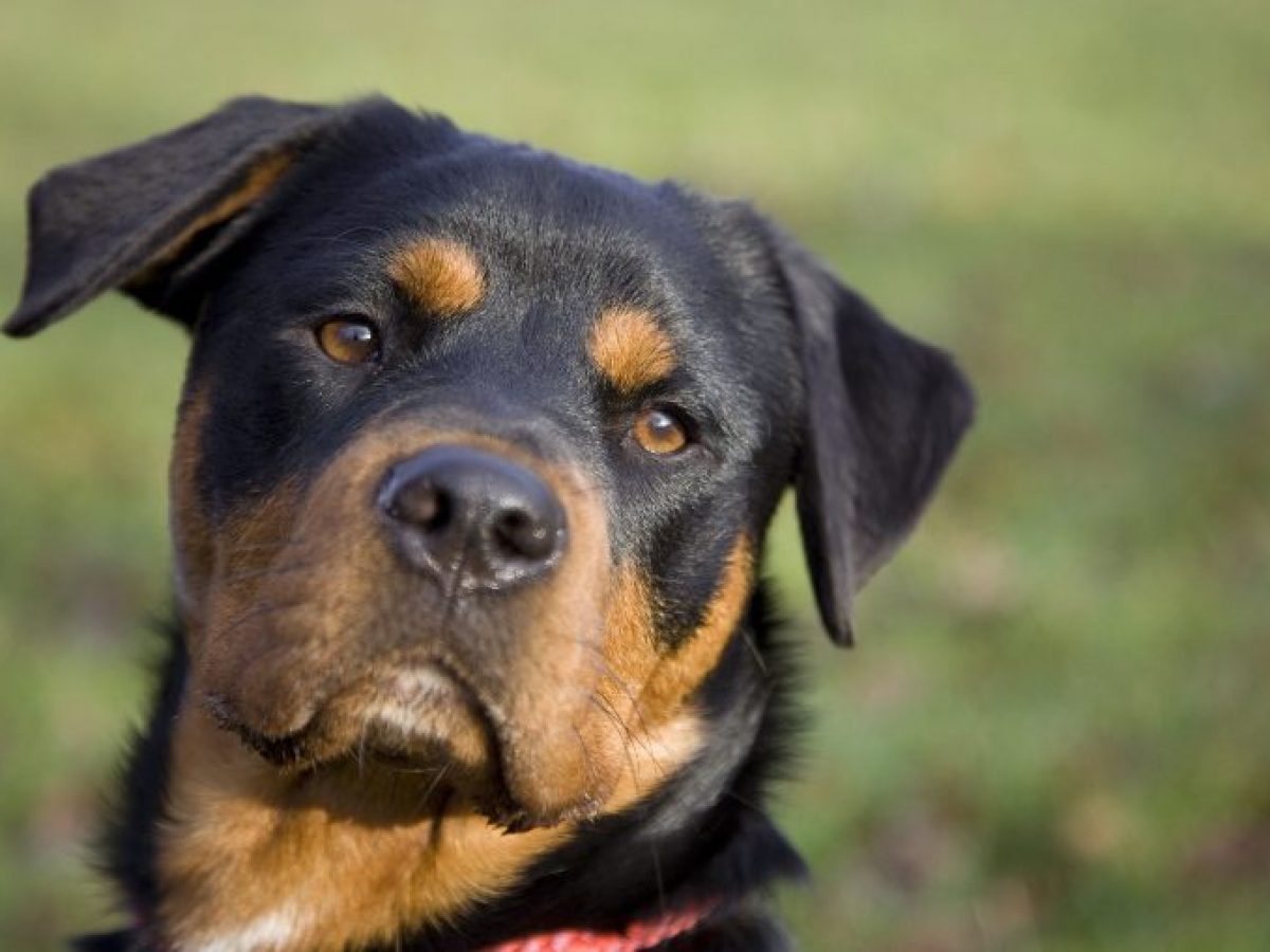 Camas hotsell para rottweiler