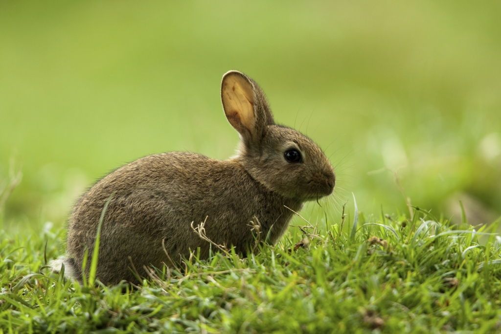 Porque Los Conejos Mueren De Repente Enfermedades de los conejos - Tiendanimal
