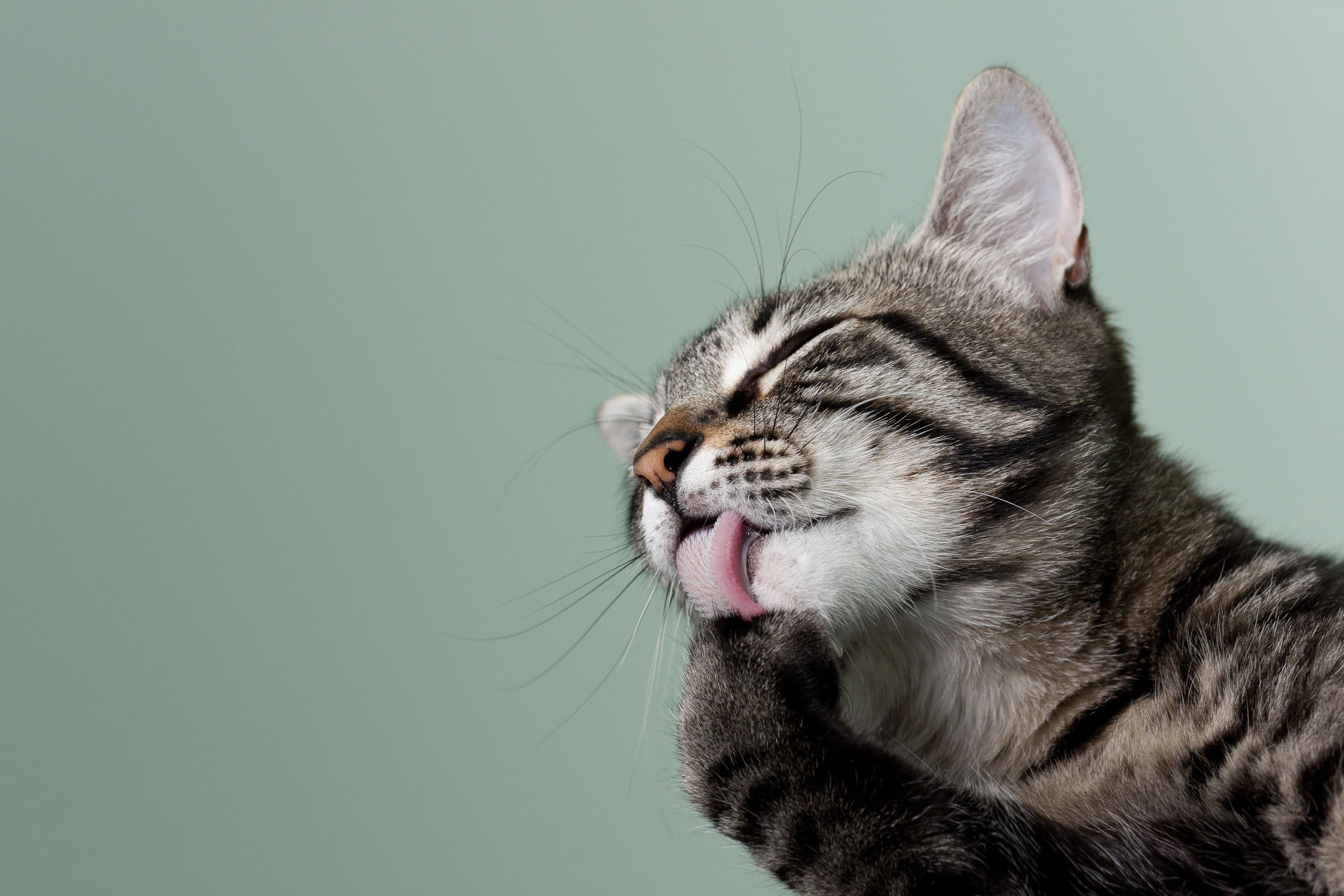enfermedades incurables en gatos