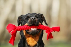 Guía raza de perro rottweiler