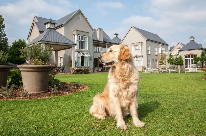 son-guardianes-golden-retriever