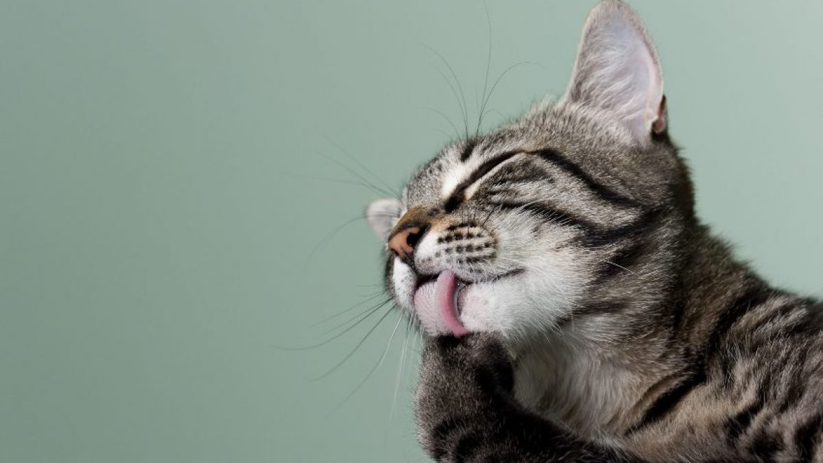 Ewell Confrontar lapso Vacunas para Gatos: Cuáles son y Cuándo ponerlas - Tiendanimal
