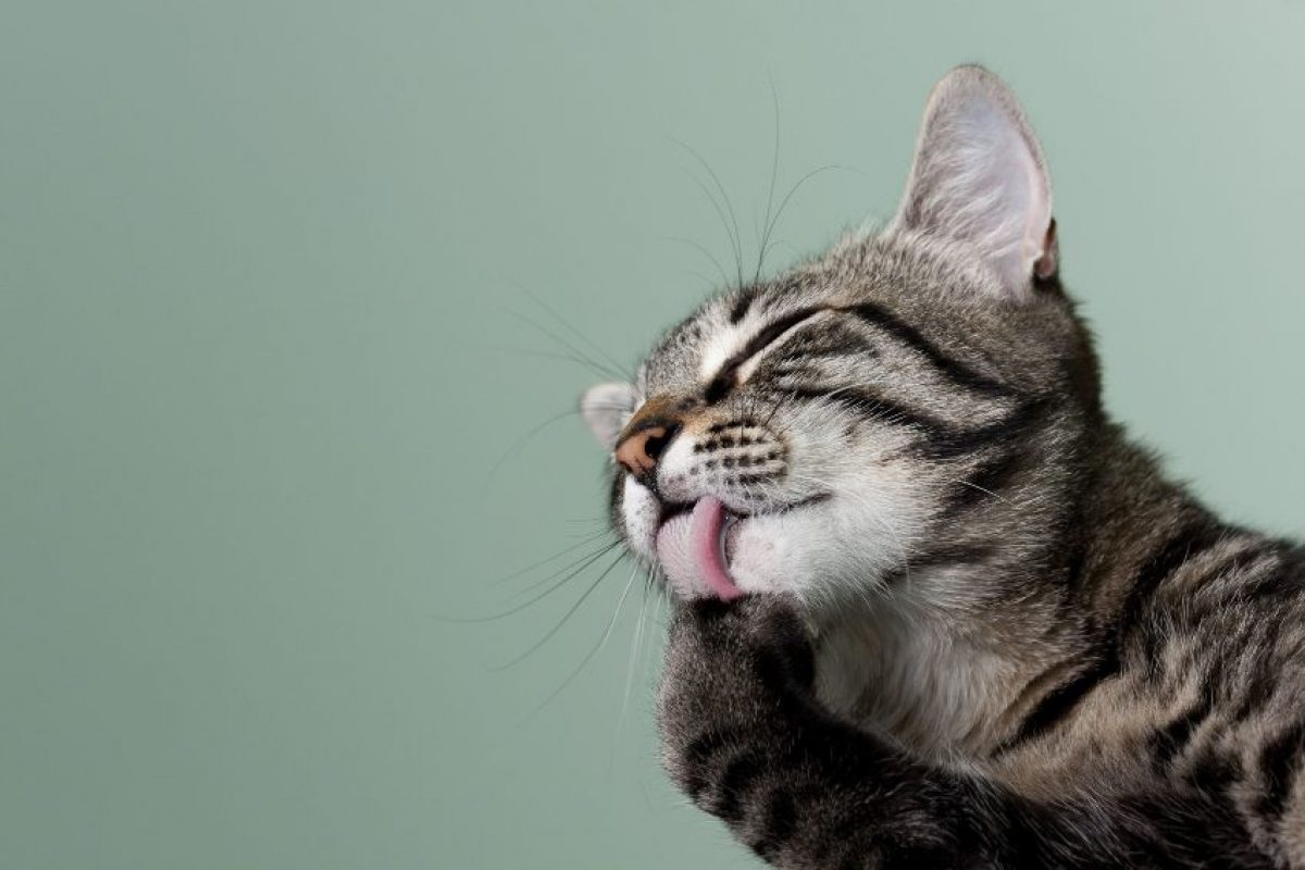 para Gatos: Cuáles son y Cuándo -
