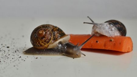 ¿Qué comen los caracoles?