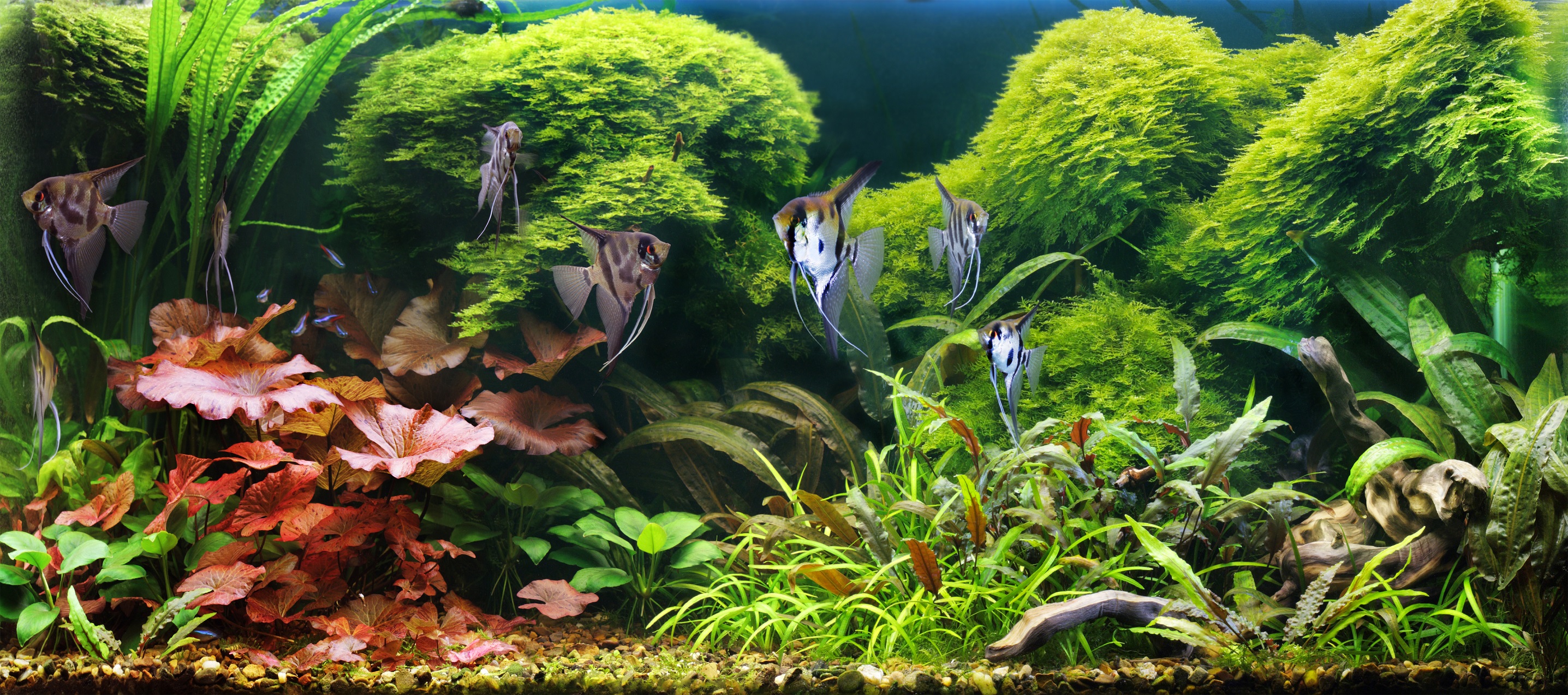 Que Comen Los Peces Tiendanimal
