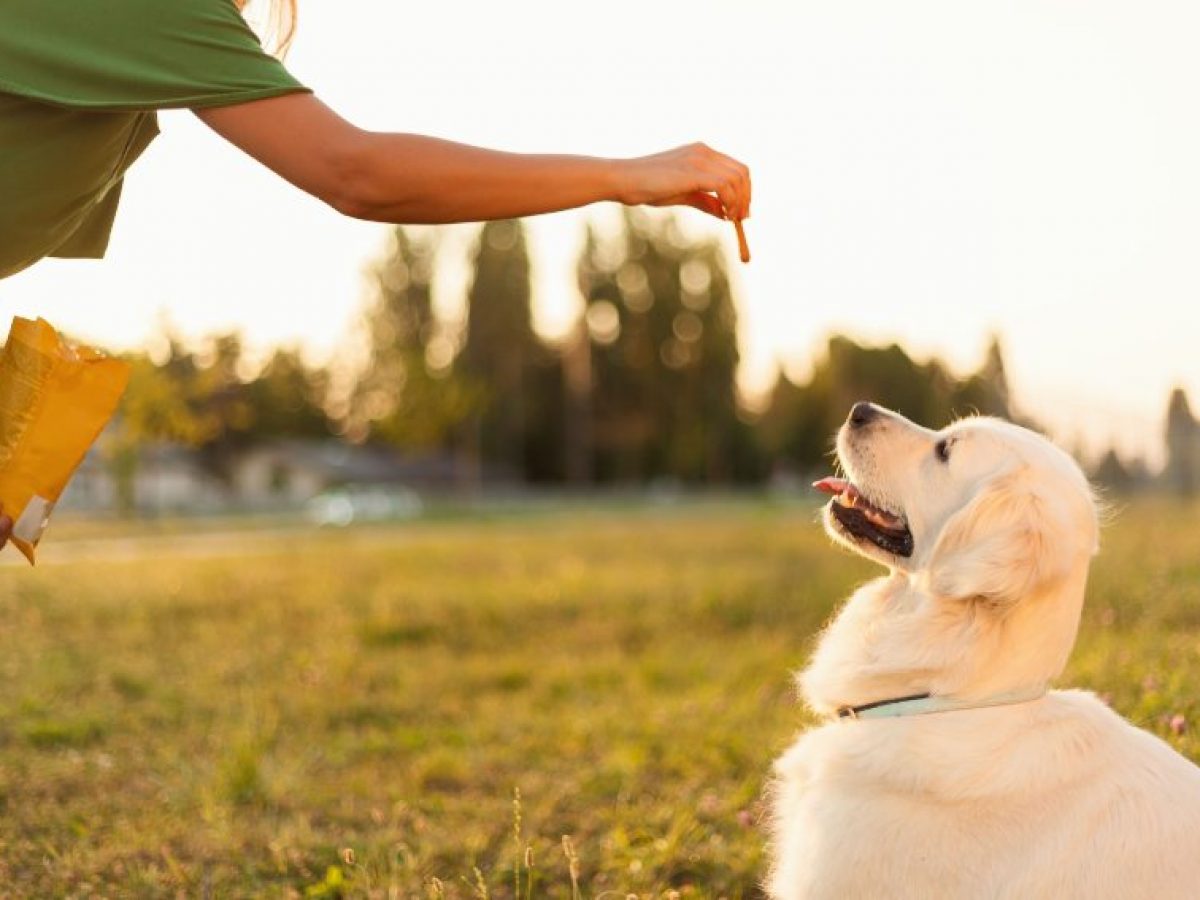 Inteligencia golden retriever Clearance