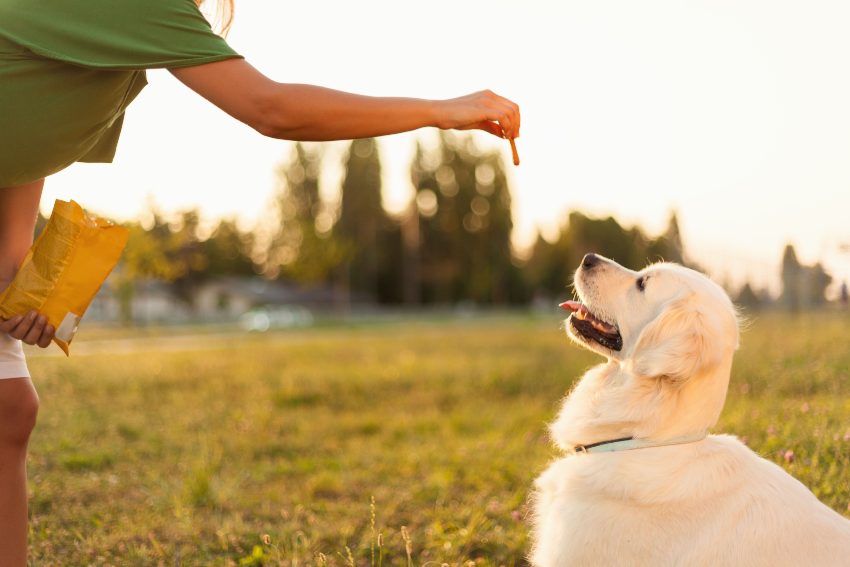 inteligencia-golden-retriever