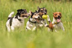 Ejercicios para perros