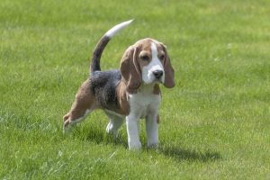 Beagle-como-es